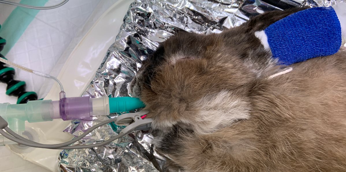 Docsinnovent – advanced veterinary airway management systems